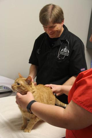 Cupola Animal Hospitals