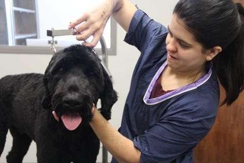 Cupola Animal Hospitals