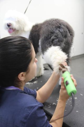 Cupola Animal Hospitals