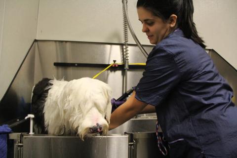 Cupola Animal Hospitals