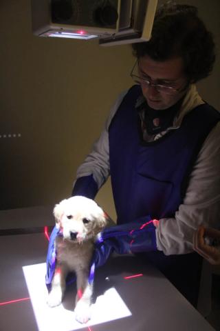 Cupola Animal Hospitals