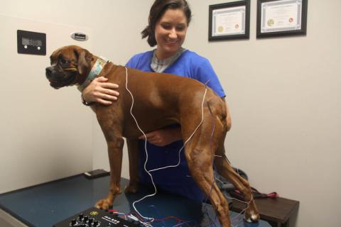 Cupola Animal Hospitals