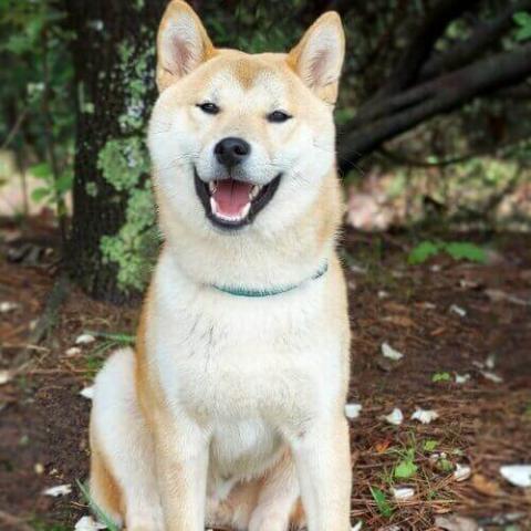 Akita Dog Breed Info