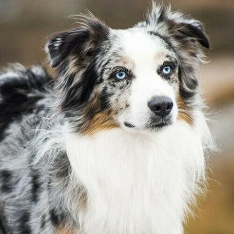 Australian Shepherd Dog Breed Info Australian Shepherd Dog Breed Info