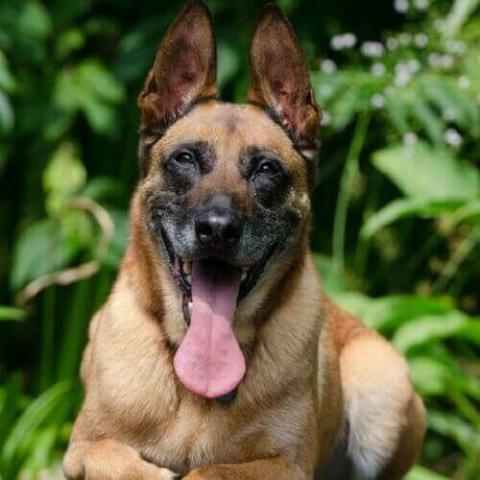 Belgian Malinois Dog Breed Info Belgian Malinois Dog Breed Info