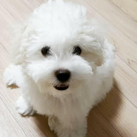 Bichon Frise Dog Breed Info Bichon Frise Dog Breed Info