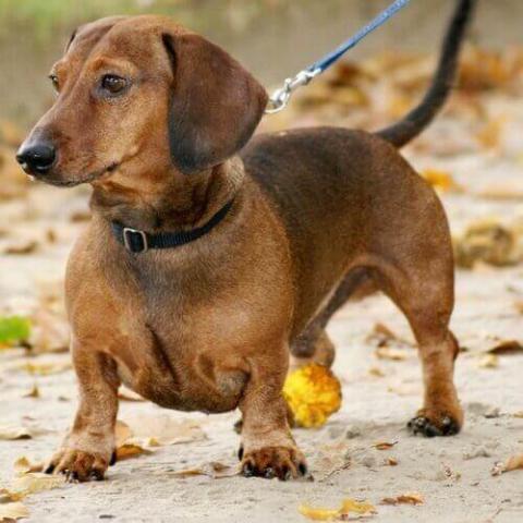Dachshund Dog Breed Info Dachshund Dog Breed Info