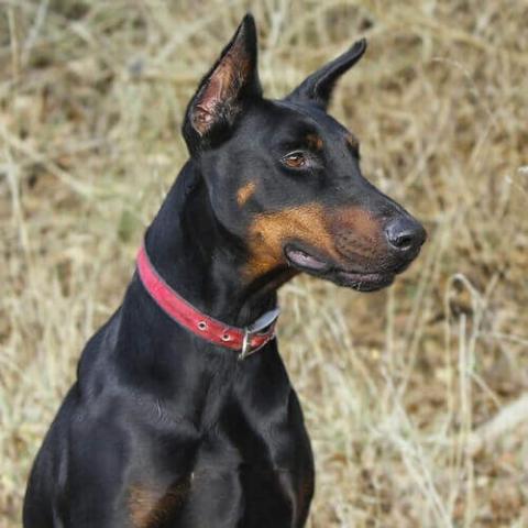 Doberman Pinscher Dog Breed Info 