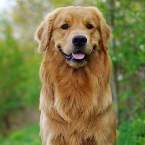 Golden Retriever Dog Breed Info Golden Retriever Dog Breed Info