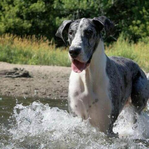 Great Dane Dog Breed Info Great Dane Dog Breed Info