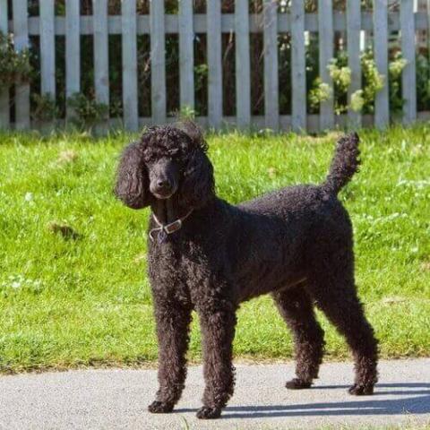 Standard Poodle Dog Breed Info Standard Poodle Dog Breed Info
