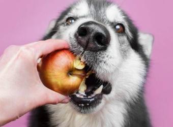 Debunking 5 Common Dog Nutrition Myths to Keep Your Canine as Healthy as Possible