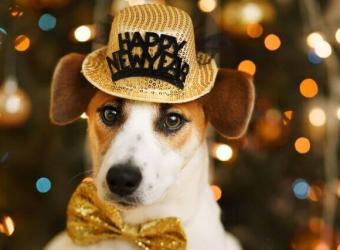 6 Ways to Set Your Dog Up for Optimal Health in the New Year
