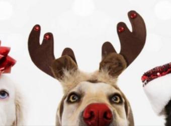9 Holiday Gift Ideas For Your Furry Family Member!