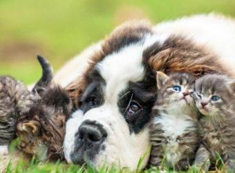 How Parasite Prevention Plays a Key Role in Your Pet’s Health