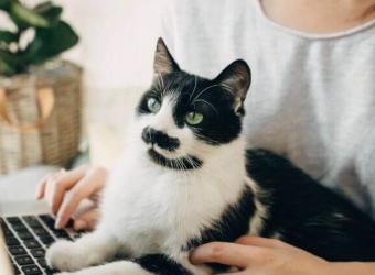 6 Ways Your Cat Tries to Communicate with You