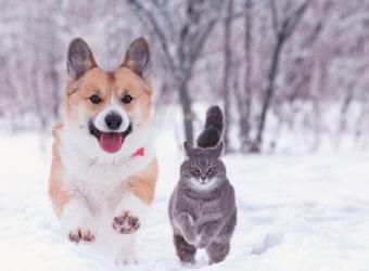 6 Ways to Keep Your Pets Active During the Winter